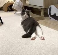 ふりむいて「うーわ、撮ってるわ」と言いたげな猫…後ろ姿とのギャップが笑える