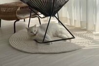 優雅にくつろぐ元保護猫さん　爆笑の声が寄せられたワケ