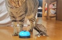 「自分のこと猫だと思ってるわ」師匠は猫！？亀の身体能力の高さに反響
