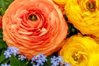 今が植えどき！初心者でも3苗で決まる【センスのいい春の寄せ植え】おすすめの組み合わせ3例