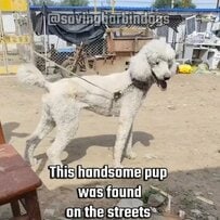 「路上で必死に生き延びていた犬」救助され検査を受けた結果「健康状態に異常なし」　穏やかな表情で座る姿に「ハンサムですね」