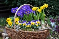 【センスのいい寄せ植えづくり】秋冬～春への変化を楽しむ《球根植物×一年草》組み合わせ3例