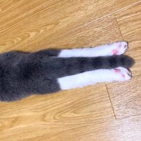 足を伸ばして寝そべる猫さん　「3年前」から続く、可愛い癖が話題　現在の寝姿は…？