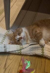俊敏な動きに釘付け！おもちゃに夢中な猫ちゃんの躍動感あふれる瞬間をキャッチ