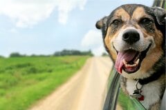 愛犬とキャンピングカーで旅「ペットに優しい軽キャンパー」オススメ3選