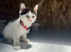 1年でこんなに変化！小さいパヤ毛の子猫が、気品溢れる美猫へ成長　投稿には1.4万いいね
