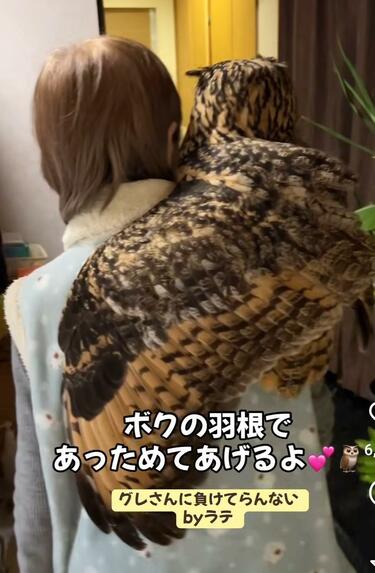 ふくろうの里 Owl Village on X: 