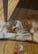 俊敏な動きに釘付け！おもちゃに夢中な猫ちゃんの躍動感あふれる瞬間をキャッチ