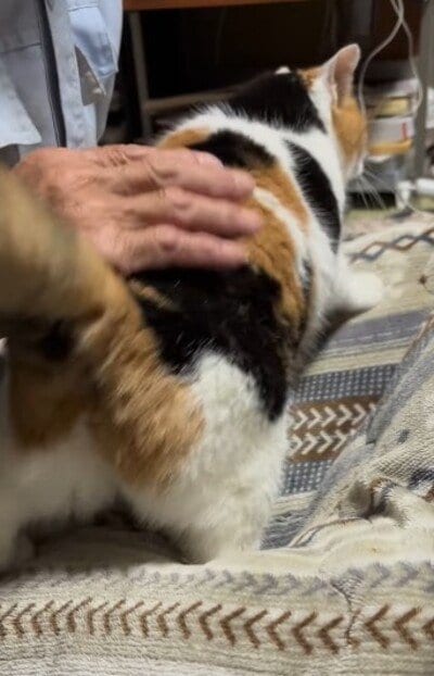 良い位置を陣取るミケちゃん