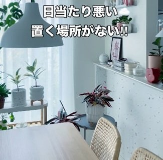 「日当たり悪い」「置く場所がない」よくある悩み