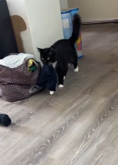 パンツや靴下を運んできてくれる黒丸ちゃん