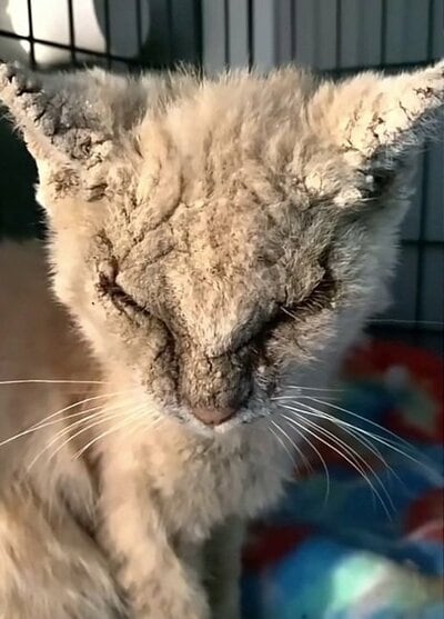 保護された当時の様子