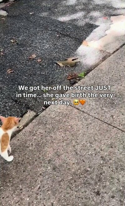 保護される直前、住宅街の歩道を歩いていた母猫