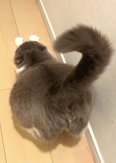 飼い主さんの前で伸び～！まん丸お尻がかわいすぎます