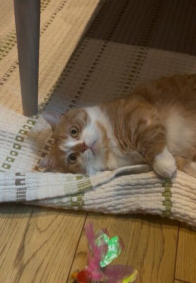 大きな瞳でこちらを見つめる姿がキュートです