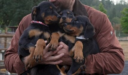 重い感染症を患っていた4匹の子犬の保護を要請→生き延びた3匹に回復を願う声が続出