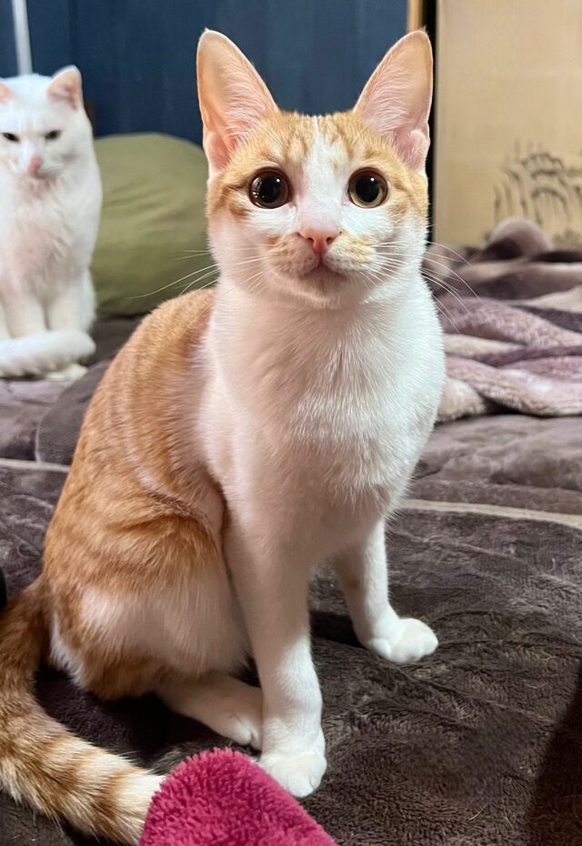 己の可愛さをよく理解している猫の見せた甘えポーズが可愛い！