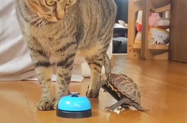 「自分のこと猫だと思ってるわ」師匠は猫！？亀の身体能力の高さに反響