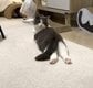 ふりむいて「うーわ、撮ってるわ」と言いたげな猫…後ろ姿とのギャップが笑える