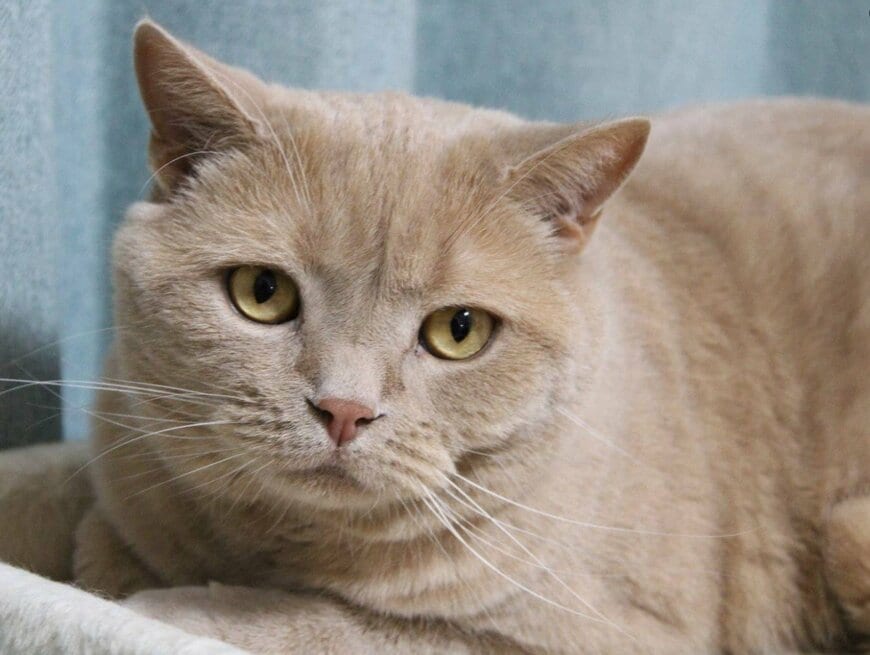 【キリッとした猫】まるで「証明写真」？真正面を見据えて写る猫の写真に笑ってしまう