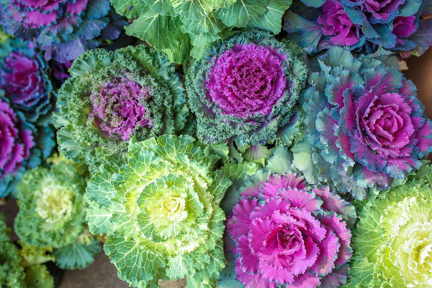 yuwadee ruangtantawat/shutterstock.com