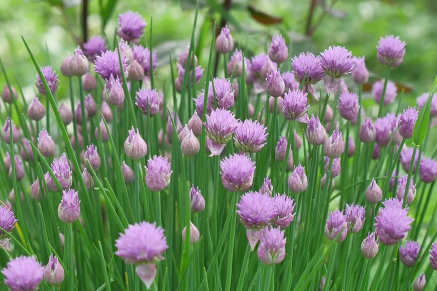 maxim ibragimov/shutterstock.com