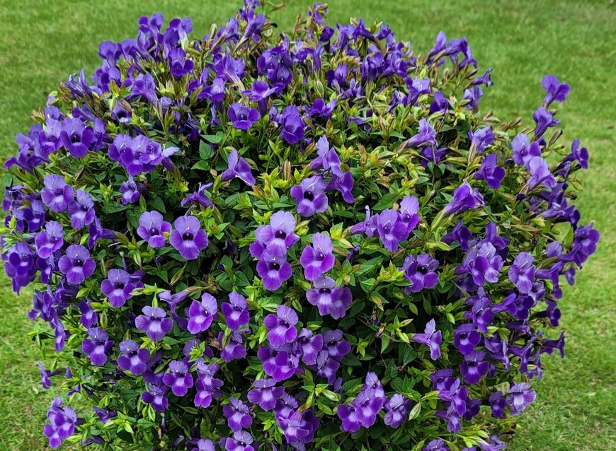 猛暑の庭の救世主。真夏も満開に咲き続ける〈アメジストのような青の花〉の魅力。面倒な花がら摘み不要なのもうれしい！