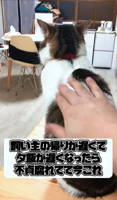 出所:@nikoandkotatorowasabi