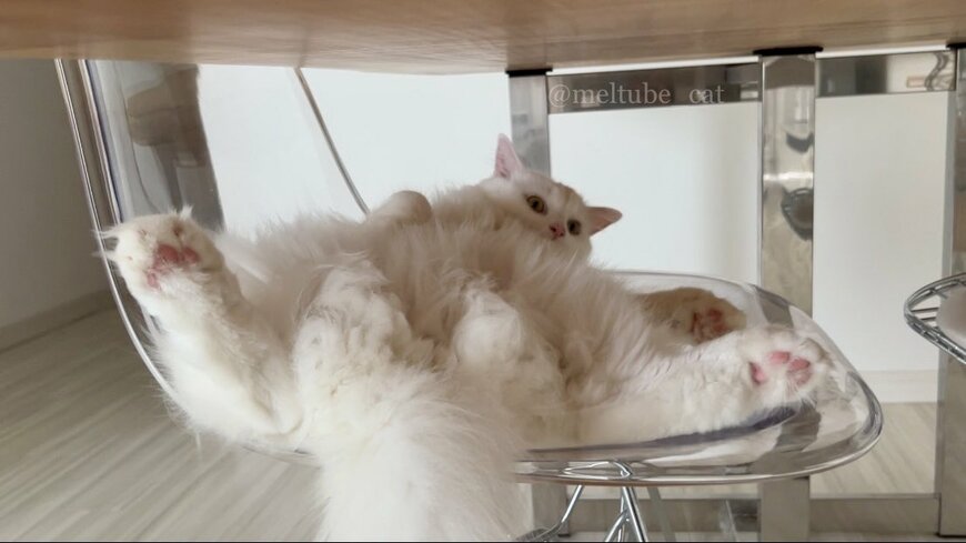 出所：@meltube_cat