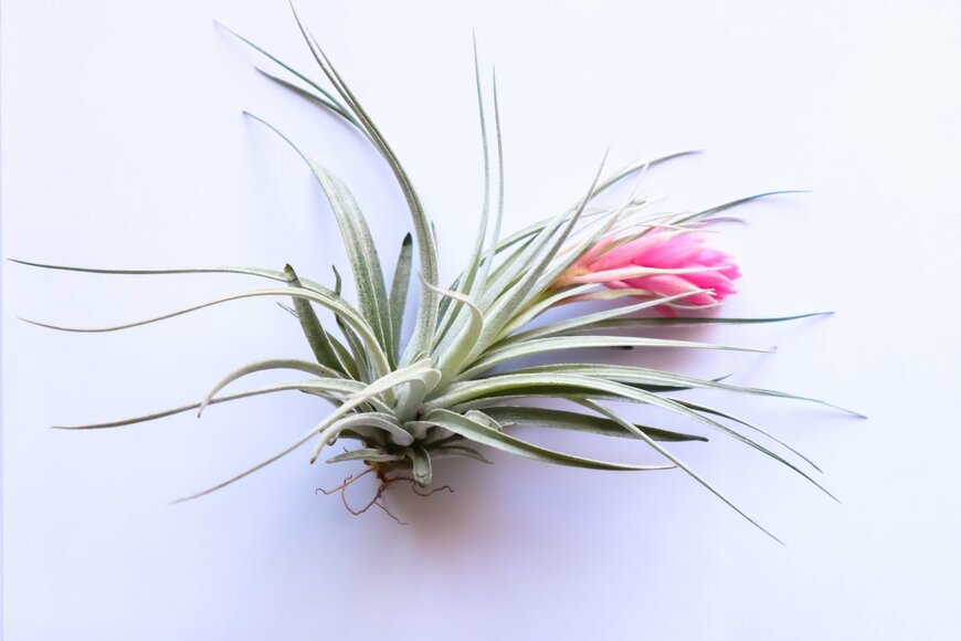 Rapeephun Pannim/Shutterstock.com