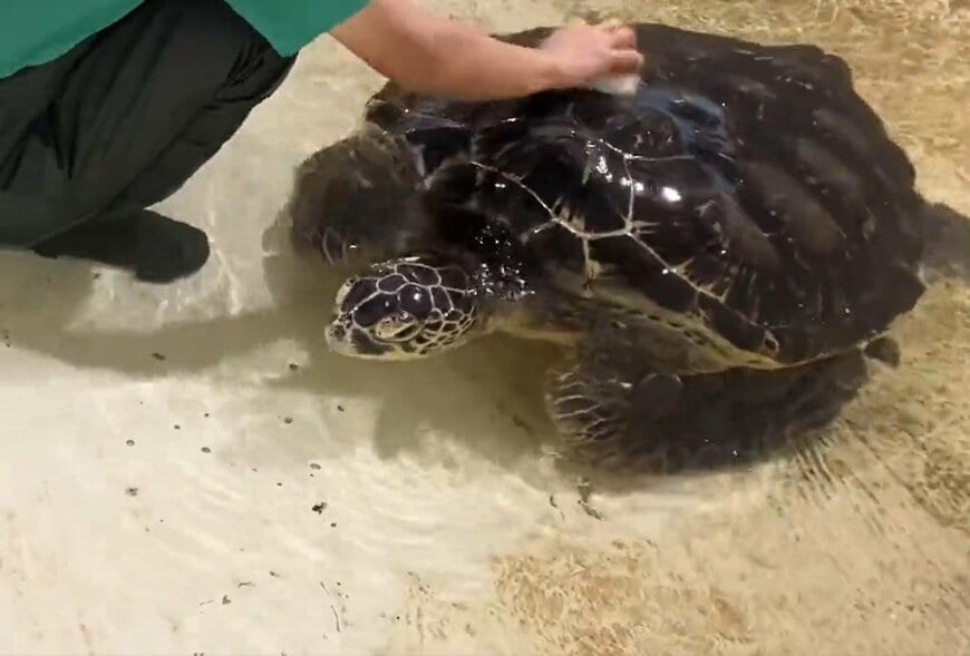 出所：@umigamekouen