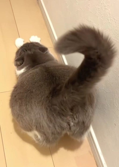 出所：＠maru0920b