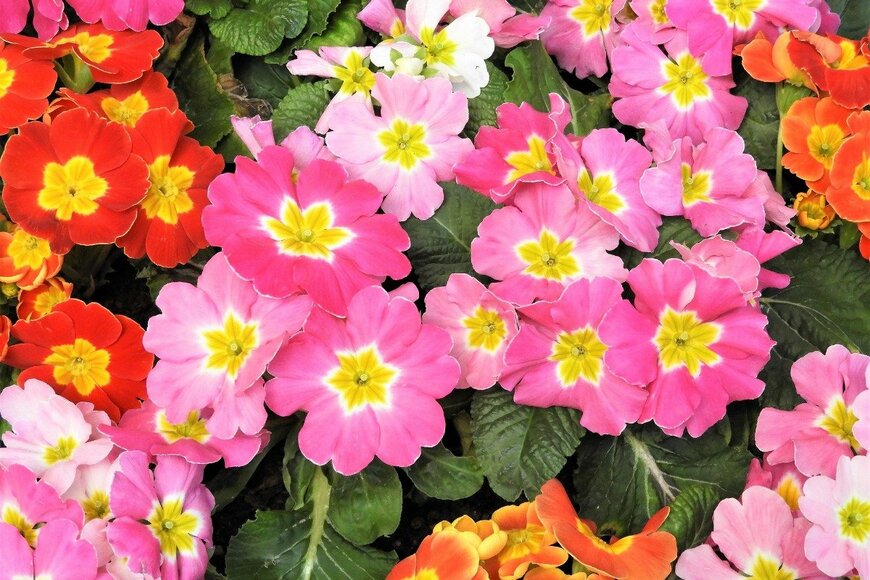 Chiemi Kumitani/istockphoto.com