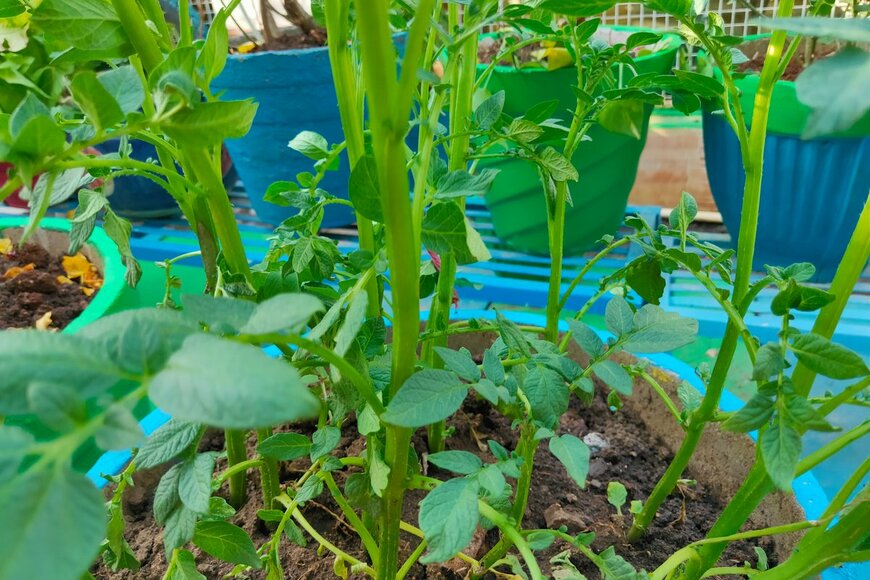 Sonal Shrivastav/Shutterstock.com