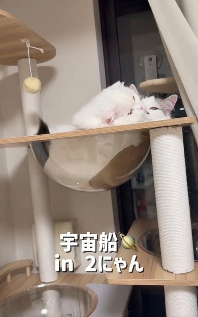 出所：＠mocchinu