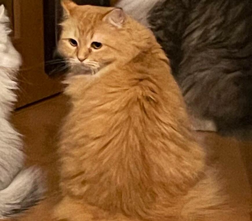 出所：@NEKOLAND13