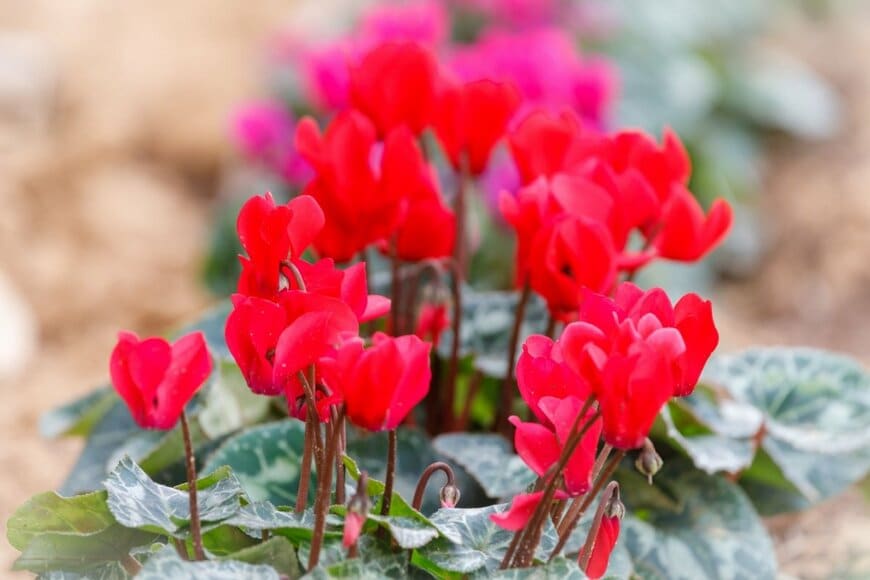 S1001/shutterstock.com