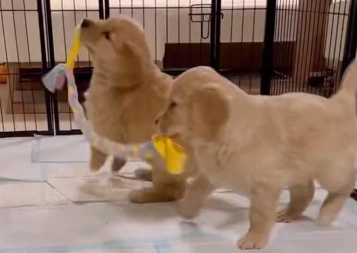 出所：@pu_channeldesu