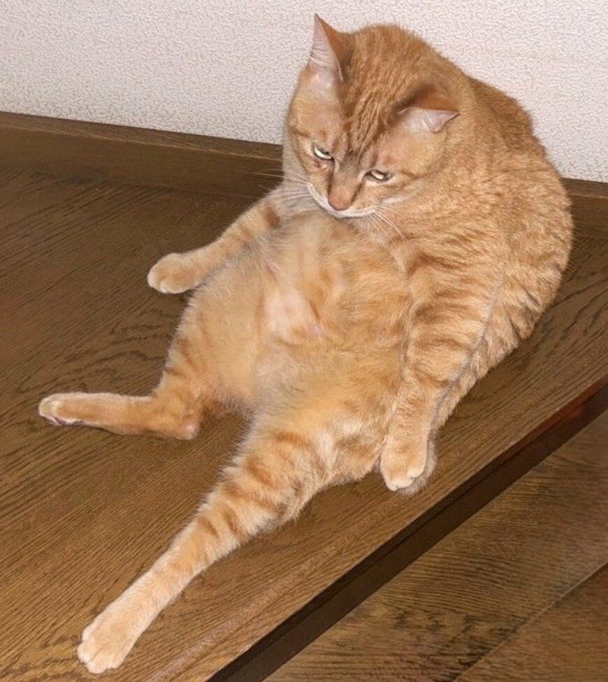 出所：@Beercat_Ana_Dar