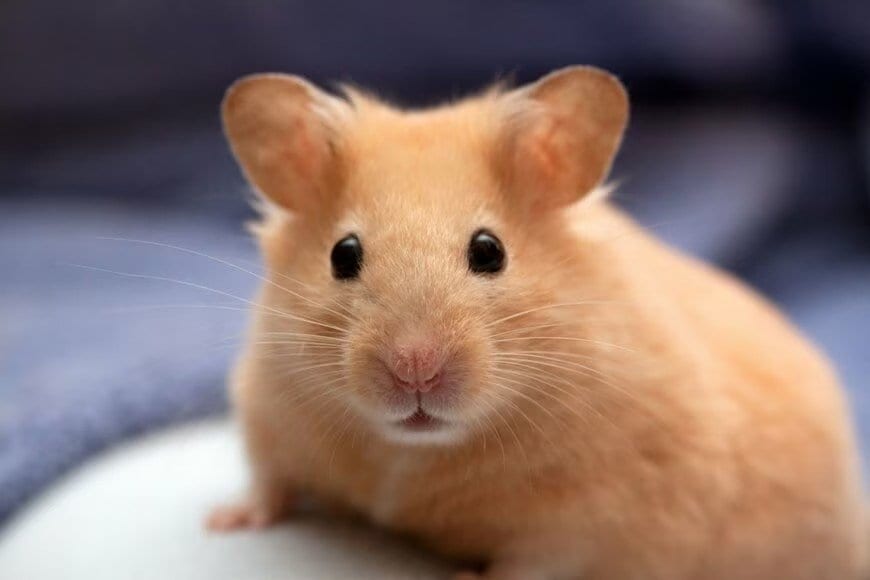 飼い主のうっかりで「おやつ食べ放題」に　幸せそうにおやつを頬張るハムスターが話題