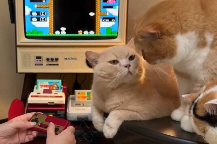 レトロゲームに打ち込むお母さん　構ってほしい猫達の振る舞いに見入ってしまう…！