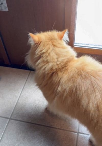 出所：@NEKOLAND13