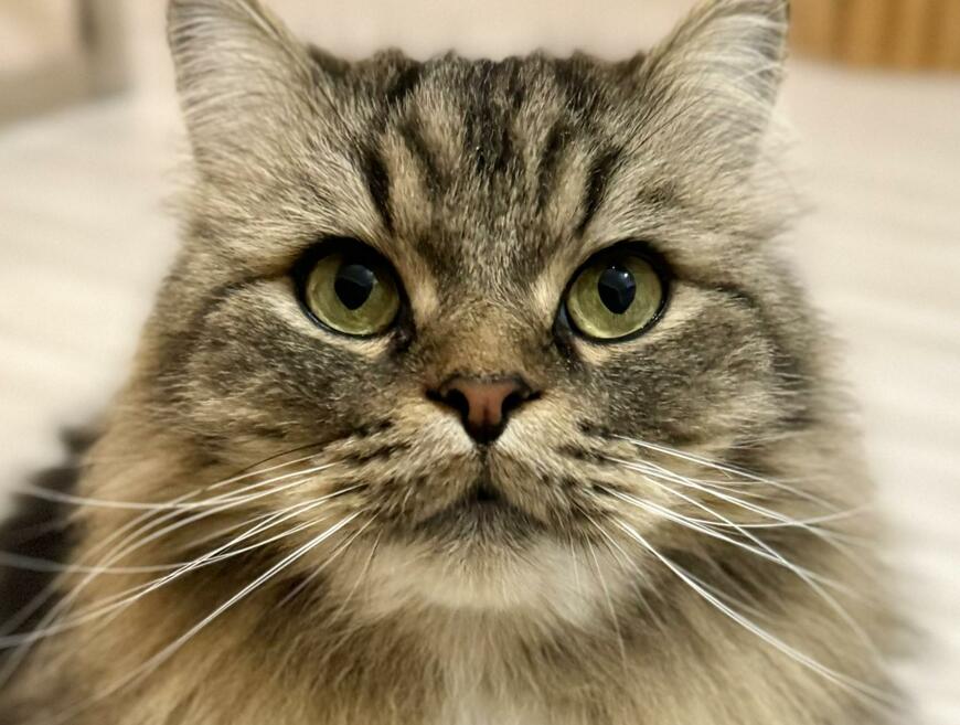 出所：@meltube_cat