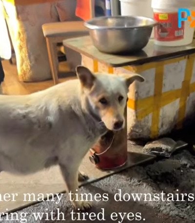【保護犬】人に怯えていた母犬が5匹を出産　感動の旅立ちまでの記録