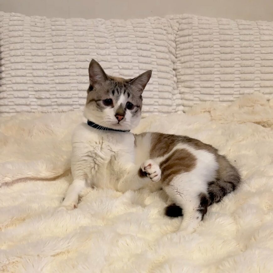 出所：@piennekomint