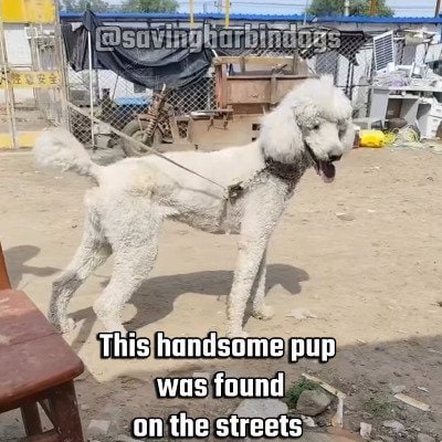 「路上で必死に生き延びていた犬」救助され検査を受けた結果「健康状態に異常なし」　穏やかな表情で座る姿に「ハンサムですね」