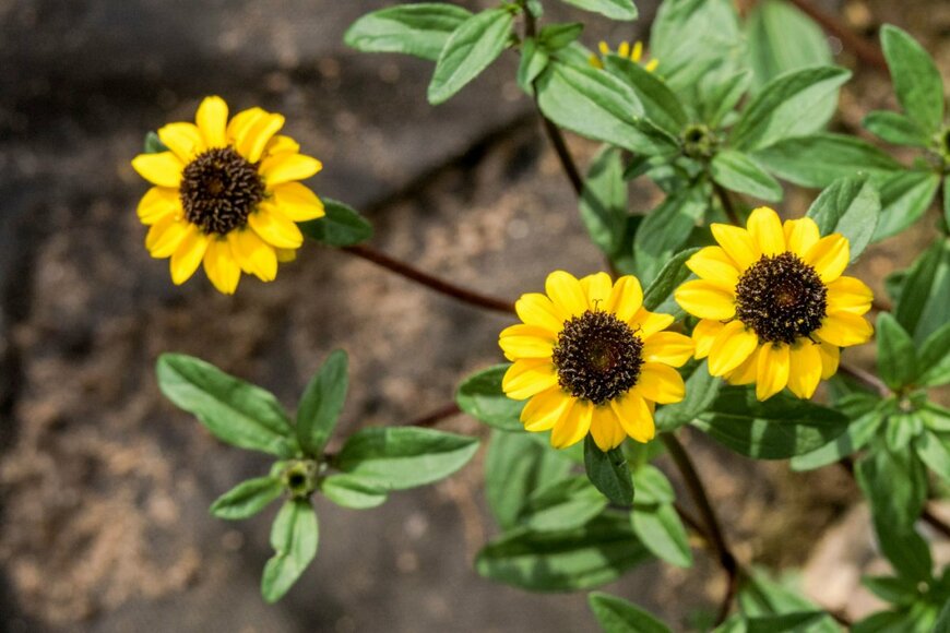 Nick Pecker/shutterstock.com