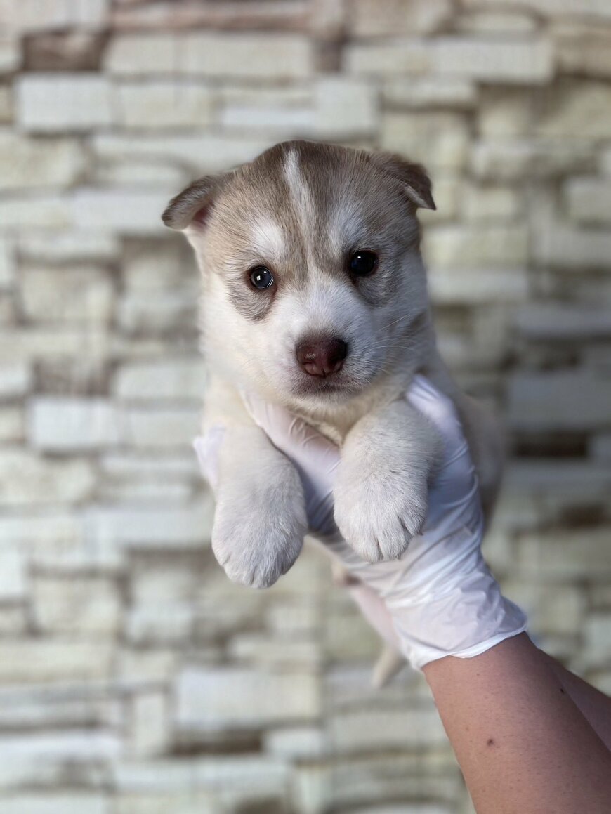 出所：@At_sign_0510