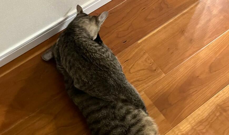 出所：@kagisuzu0531