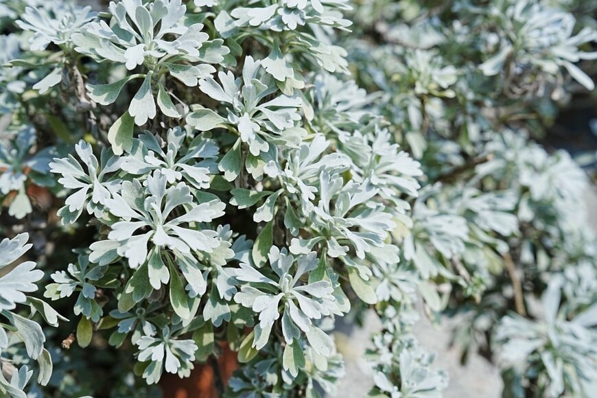 CHEN BO RONG/shutterstock.com